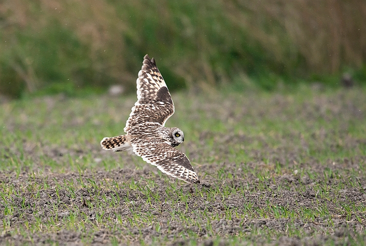 WAH026229.jpg - Mosehornugle (Short-eared Owl)