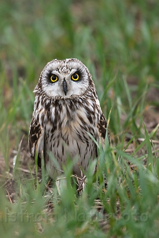 WAH026247.jpg - Mosehornugle (Short-eared Owl)