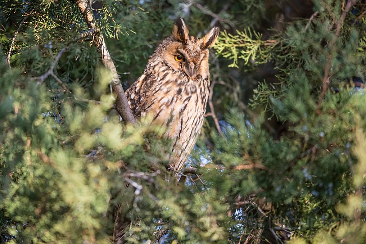 WAH030880.jpg - Skovhornugle (Long-eared Owl)