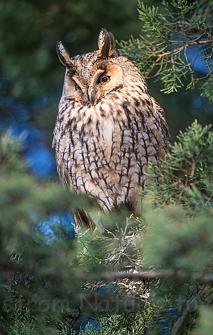 WAH030883.jpg - Skovhornugle (Long-eared Owl)