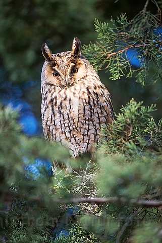 WAH030885.jpg - Skovhornugle (Long-eared Owl)