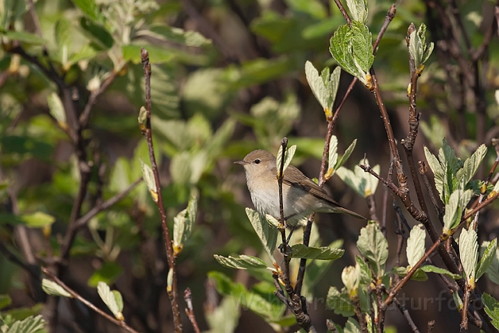 WAH009791.jpg - Havesanger (Garden Warbler)