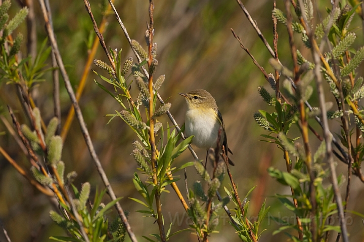 WAH009794.jpg - Løvsanger (Willow Warbler)