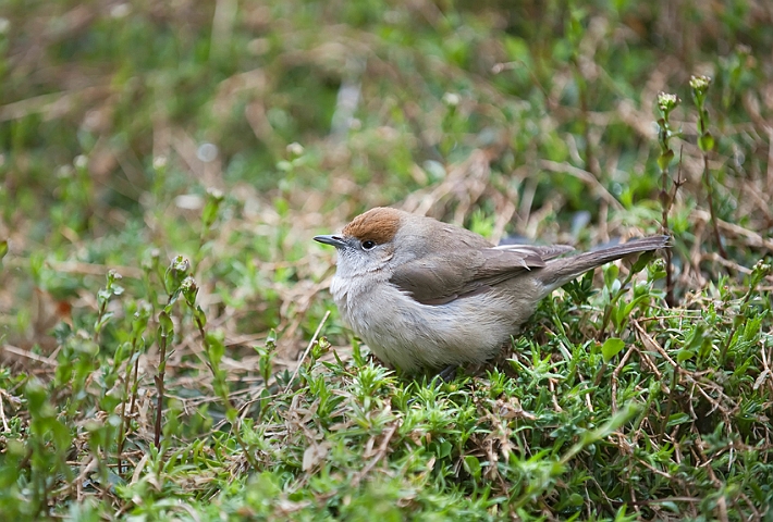 WAH013338.jpg - Munk, hun (Blackcap, female)