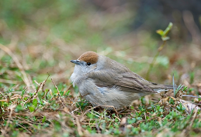 WAH013352.jpg - Munk, hun (Blackcap, female)