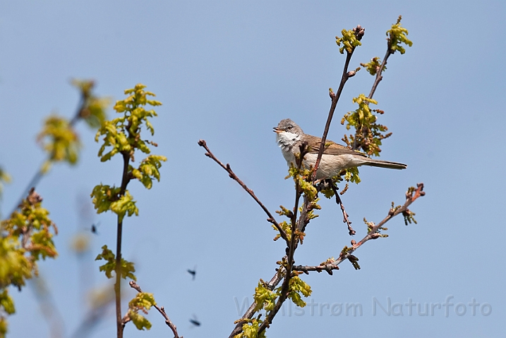 WAH013553.jpg - Tornsanger, han (Whitethroat, male)