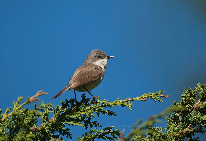 WAH013665.jpg - Gærdesanger (Lesser Whitethroat)