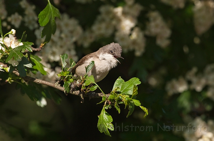 WAH013666.jpg - Gærdesanger (Lesser Whitethroat)