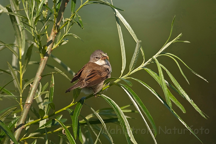 WAH014261.jpg - Tornsanger (Whitethroat)