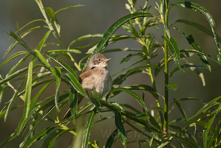 WAH014267.jpg - Tornsanger (Whitethroat)