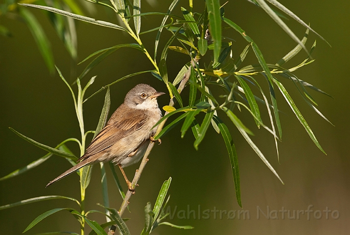 WAH014268.jpg - Tornsanger (Whitethroat)