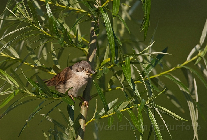 WAH014269.jpg - Tornsanger (Whitethroat)