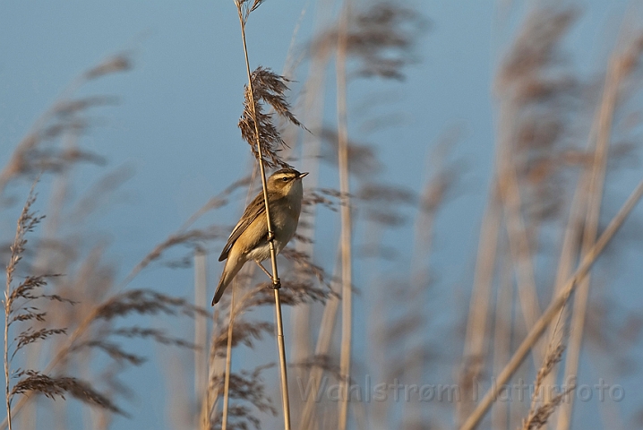 WAH017557.jpg - Sivsanger (Sedge Warbler)