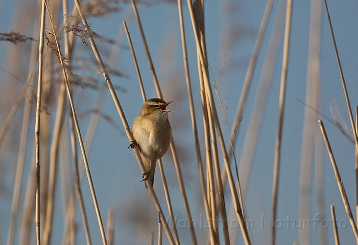 WAH017559.jpg - Sivsanger (Sedge Warbler)