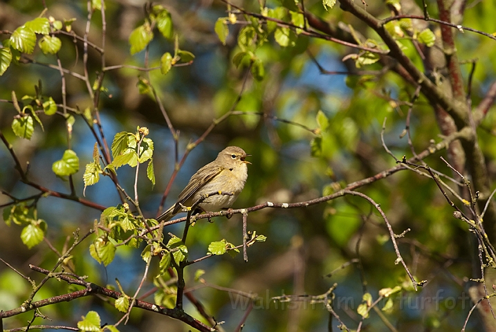 WAH017561.jpg - Gransanger (Chiffchaff)