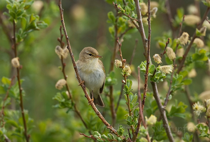 WAH017565.jpg - Løvsanger (Willow Warbler)