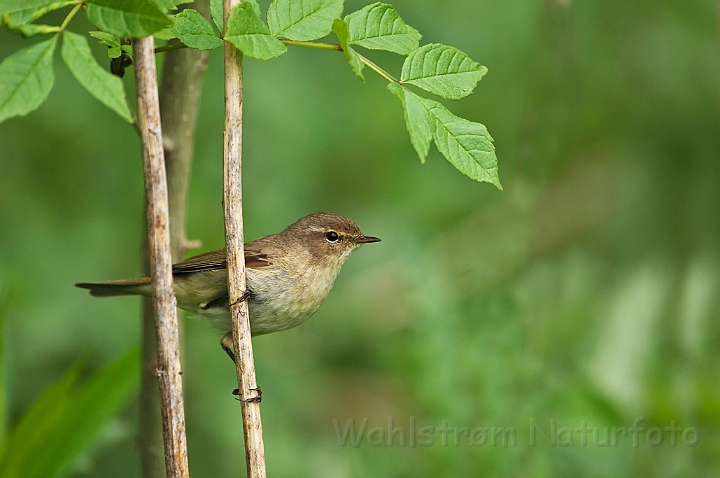 WAH017573.jpg - Gransanger (Chiffchaff)