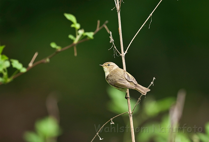 WAH017575.jpg - Gransanger (Chiffchaff)