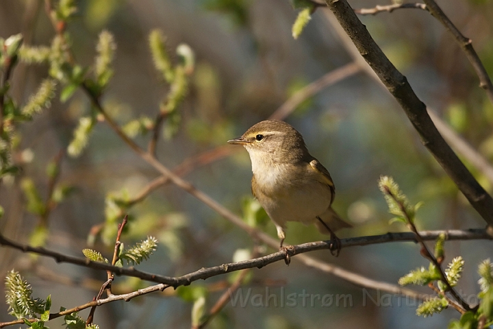 WAH017596.jpg - Løvsanger (Willow Warbler)