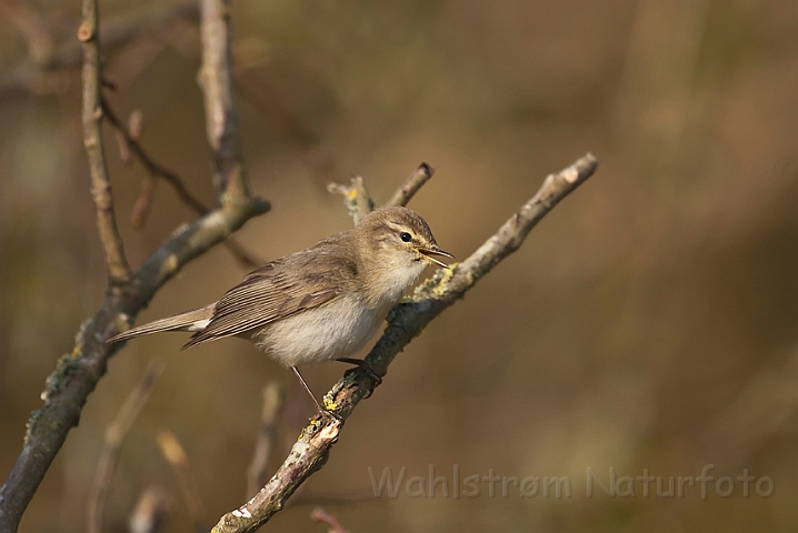 WAH017659.jpg - Løvsanger (Willow Warbler)