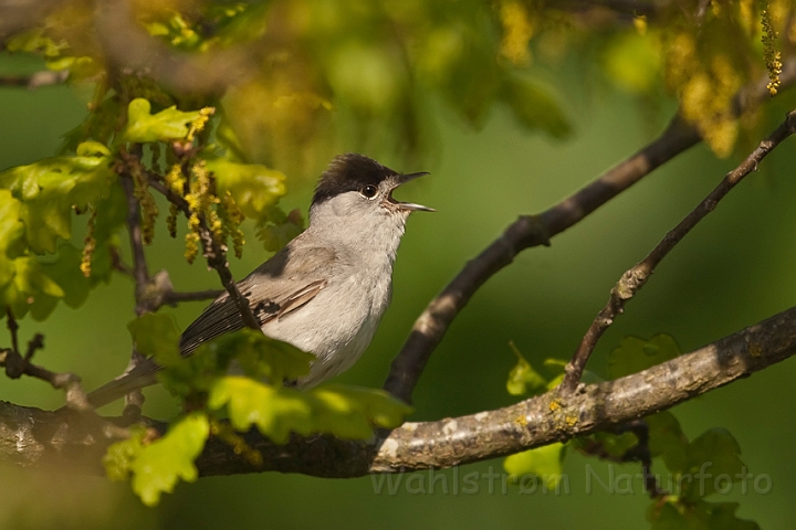 WAH018563.jpg - Munk (Blackcap)