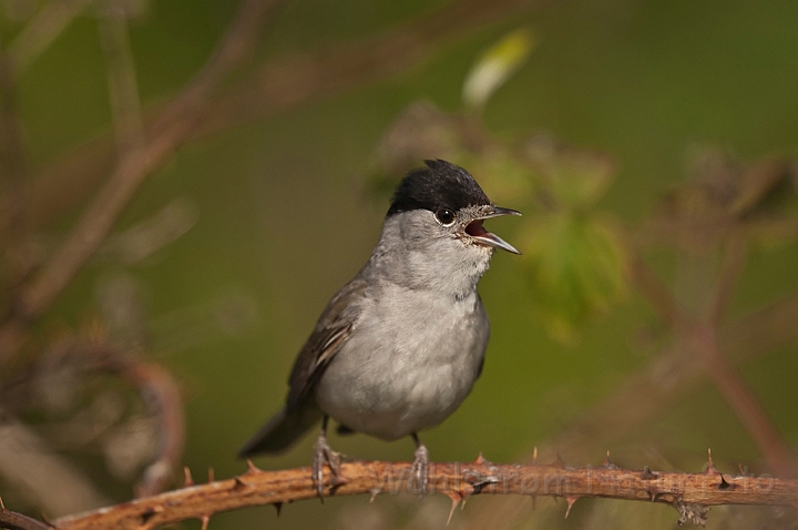 WAH018564.jpg - Munk (Blackcap)