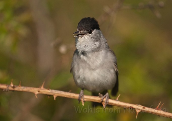 WAH018566.jpg - Munk (Blackcap)