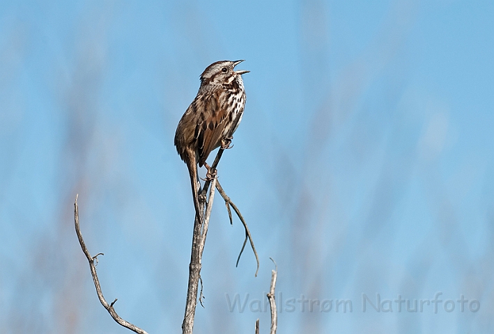 WAH020466.jpg - Sangspurv, Californien (Song Sparrow)