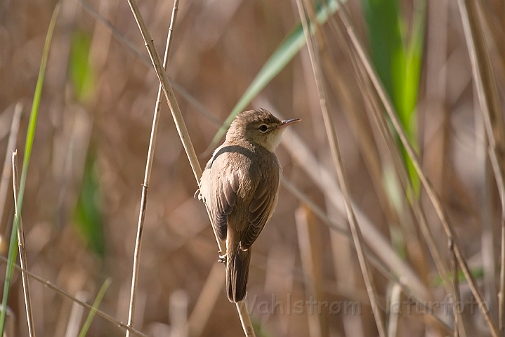 WAH023366.jpg - Rørsanger (Eurasian Reed Warbler)