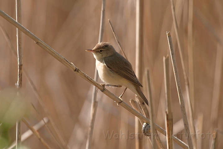 WAH023375.jpg - Rørsanger (Eurasian Reed Warbler)