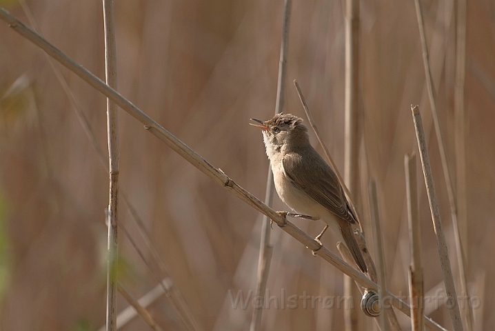 WAH023377.jpg - Rørsanger (Eurasian Reed Warbler)