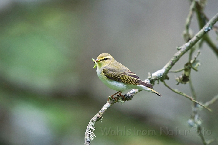 WAH023433.jpg - Skovsanger (Wood Warbler)