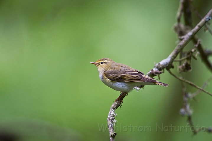 WAH023449.jpg - Skovsanger (Wood Warbler)