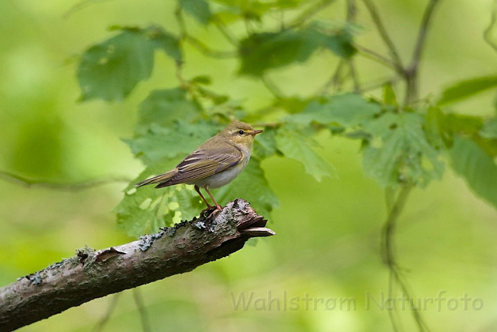 WAH023471.jpg - Skovsanger (Wood Warbler)