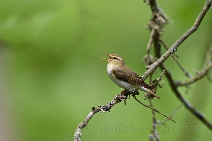 WAH023484.jpg - Skovsanger (Wood Warbler)