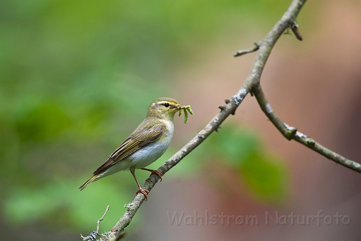 WAH023489.jpg - Skovsanger (Wood Warbler)