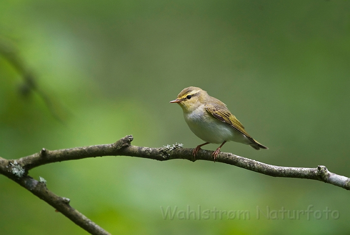 WAH023498.jpg - Skovsanger (Wood Warbler)