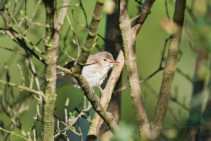 WAH023872.jpg - Buskrørsanger (Blyth's Reed Warbler)