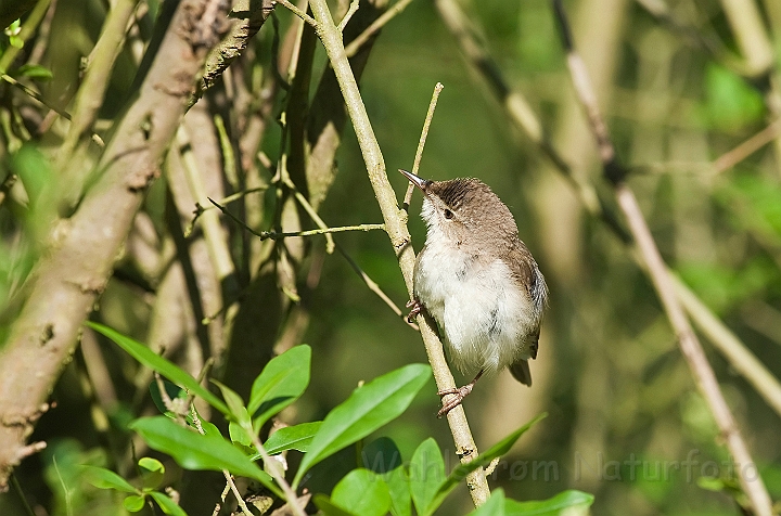 WAH023887.jpg - Buskrørsanger (Blyth's Reed Warbler)