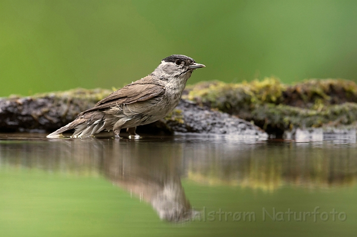 WAH028375.jpg - Munk, han (Blackcap, male)