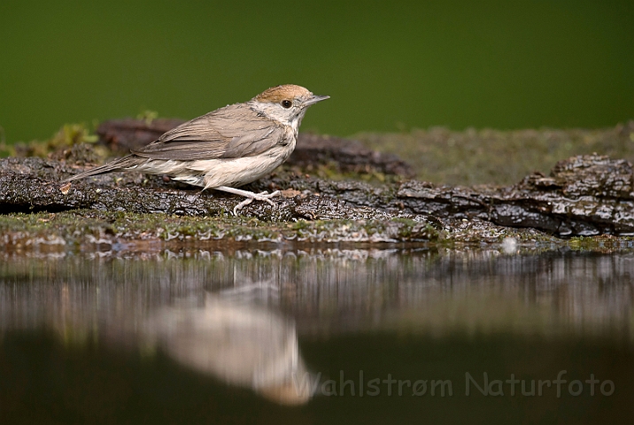 WAH028494.jpg - Munk, hun (Blackcap, female)