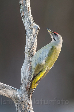 WAH029836.jpg - Gråspætte, han (Grey-headed Woodpecker, male)