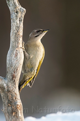 WAH029844.jpg - Gråspætte, hun (Grey-headed Woodpecker, female)