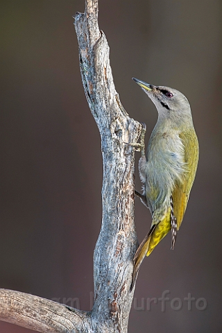 WAH029850.jpg - Gråspætte, hun (Grey-headed Woodpecker, female)