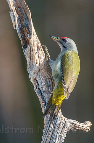 WAH029853.jpg - Gråspætte, han (Grey-headed Woodpecker, male)