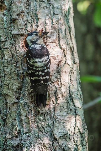 WAH026719.jpg - Lille flagspætte, hun (Lesser Spotted Woodpecker, female)