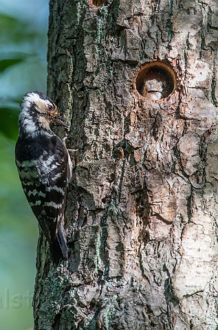 WAH026741.jpg - Lille flagspætte, hun og unge (Lesser Spotted Woodpecker, female and juvenile)