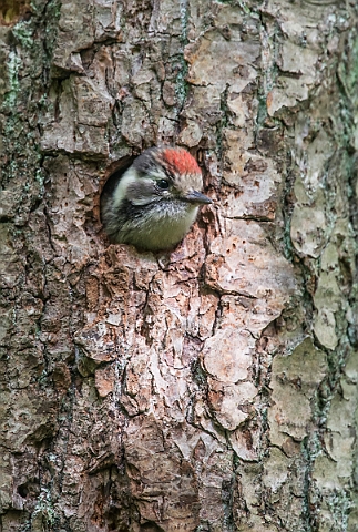 WAH026747.jpg - Lille flagspætte unge (Lesser Spotted Woodpecker, juvenile)