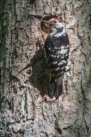 WAH026749.jpg - Lille flagspætte, han (Lesser Spotted Woodpecker, male)