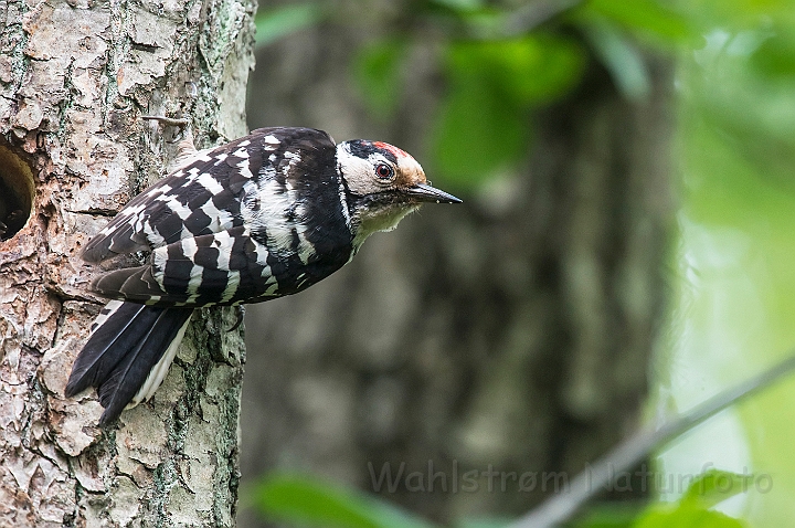 WAH026753.jpg - Lille flagspætte, han (Lesser Spotted Woodpecker, male)